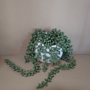 Green String of Pearls Plant in White Pot